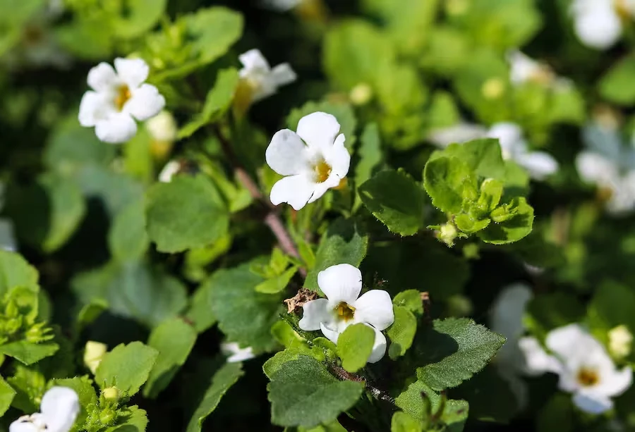 Bacopa monnieri plant with small white flowers