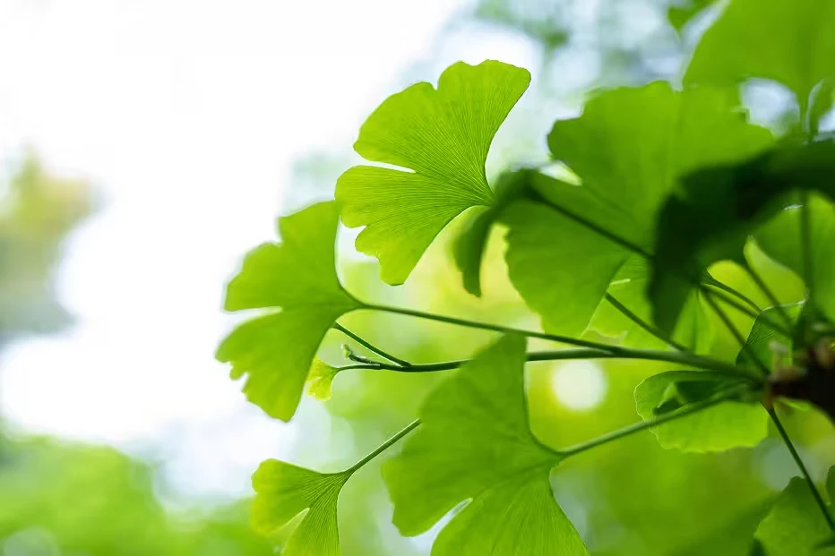 Ginkgo biloba leaves