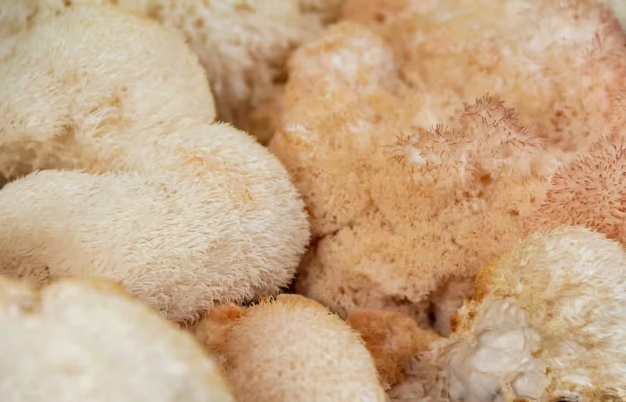 Lion's mane mushroom
