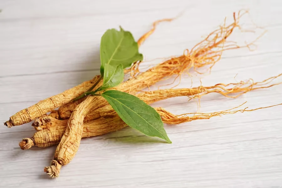 Panax ginseng roots